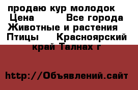 продаю кур молодок. › Цена ­ 320 - Все города Животные и растения » Птицы   . Красноярский край,Талнах г.